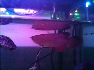什么品種的紅龍魚最好看又好養又好看：紅龍魚的種類及種類介紹