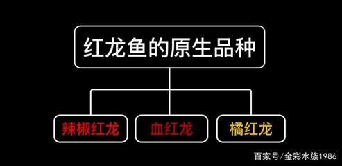 紅龍魚鱗片底色（關于紅龍魚鱗片底色的詳細介紹）