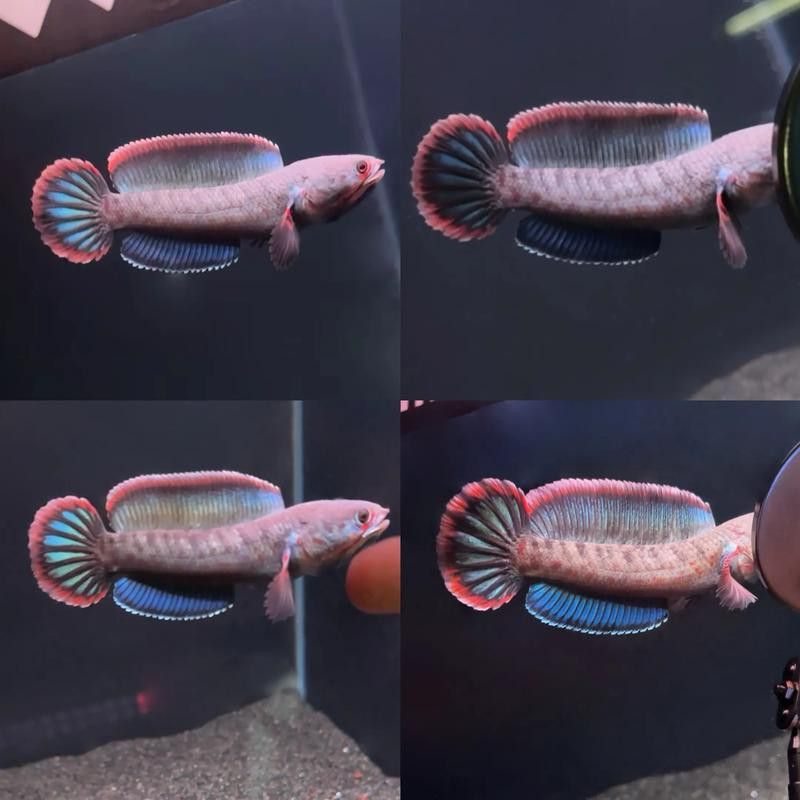紅色雷龍魚圖片高清大圖