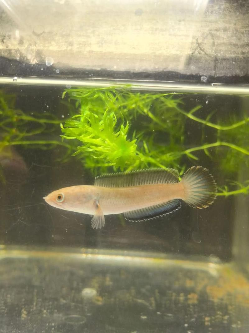 紅色雷龍魚圖片高清大圖