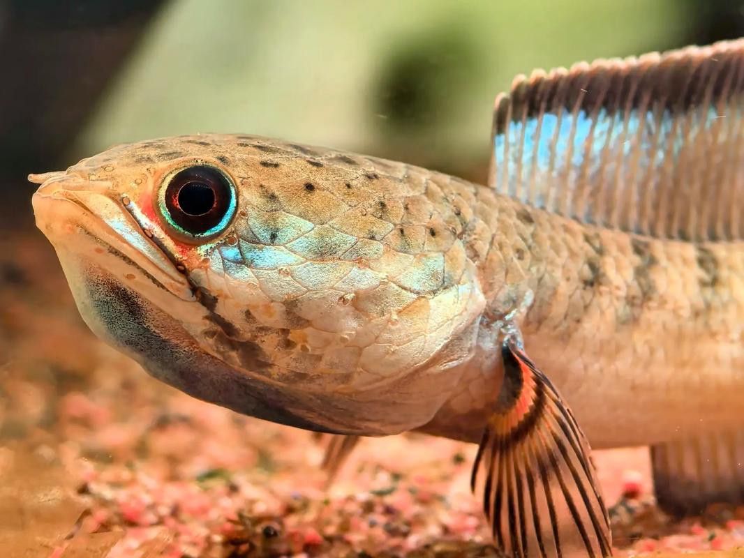 紅色雷龍魚圖片高清大圖