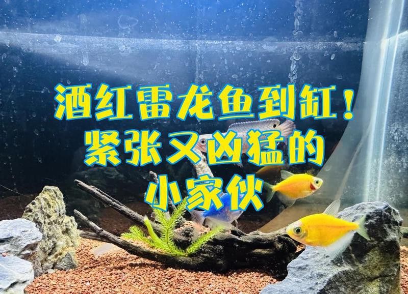 紅色雷龍魚圖片高清大圖