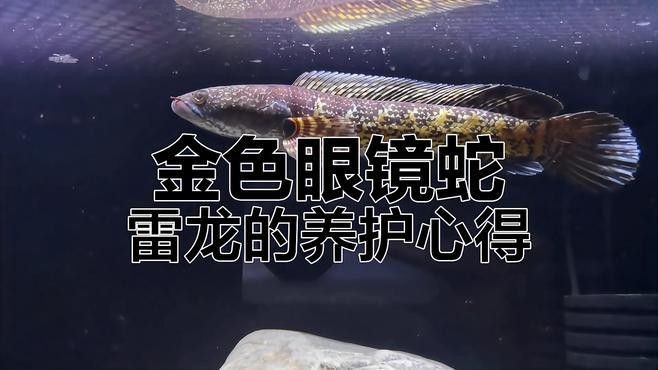 黃金眼鏡蛇雷龍魚3cm