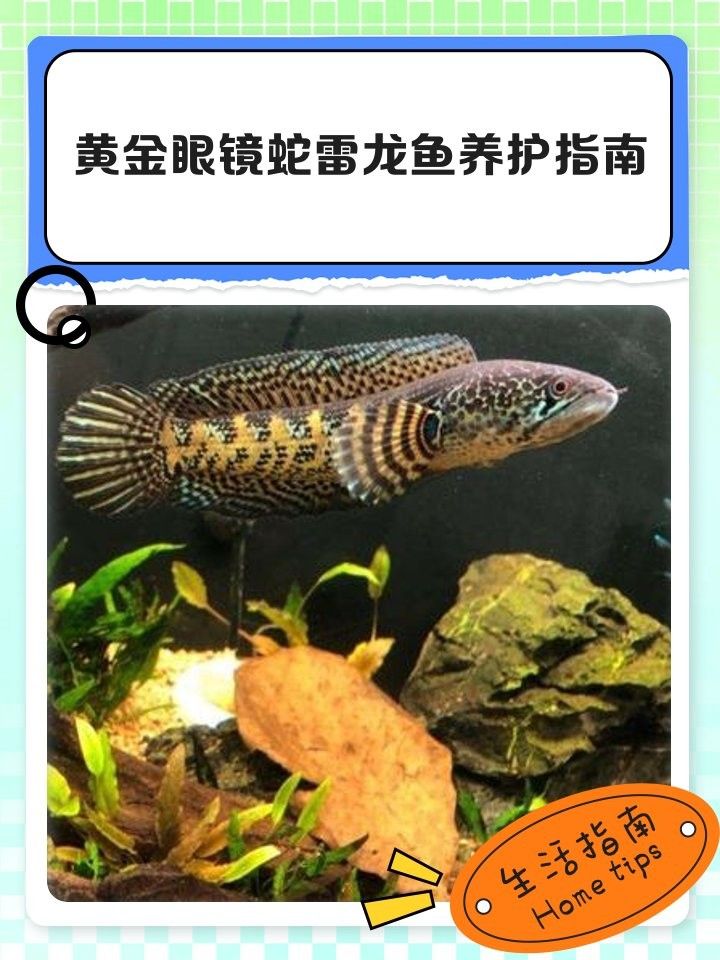 黃金眼鏡蛇雷龍魚3cm