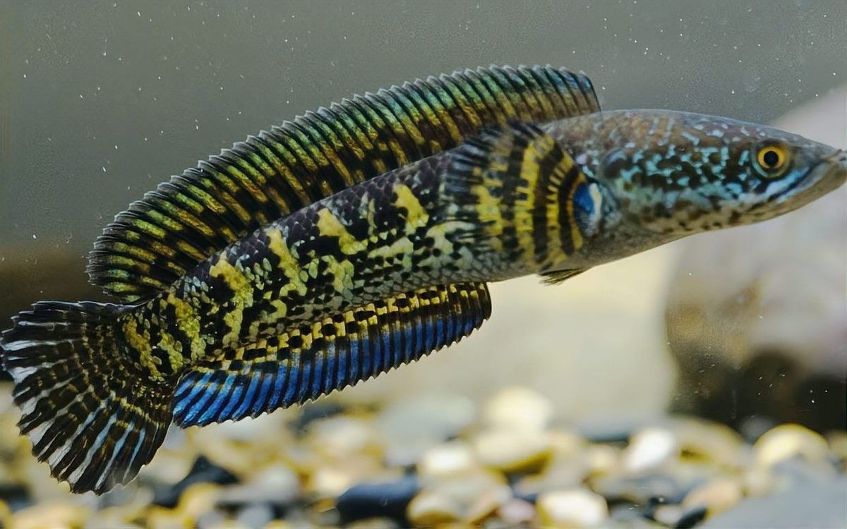 黃金眼鏡蛇雷龍魚3cm