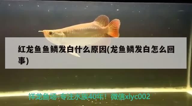 青龍魚苗價格走勢（青龍魚苗價格受到多種因素的影響）