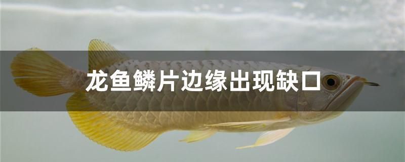 青龍魚苗價格走勢（青龍魚苗價格受到多種因素的影響）