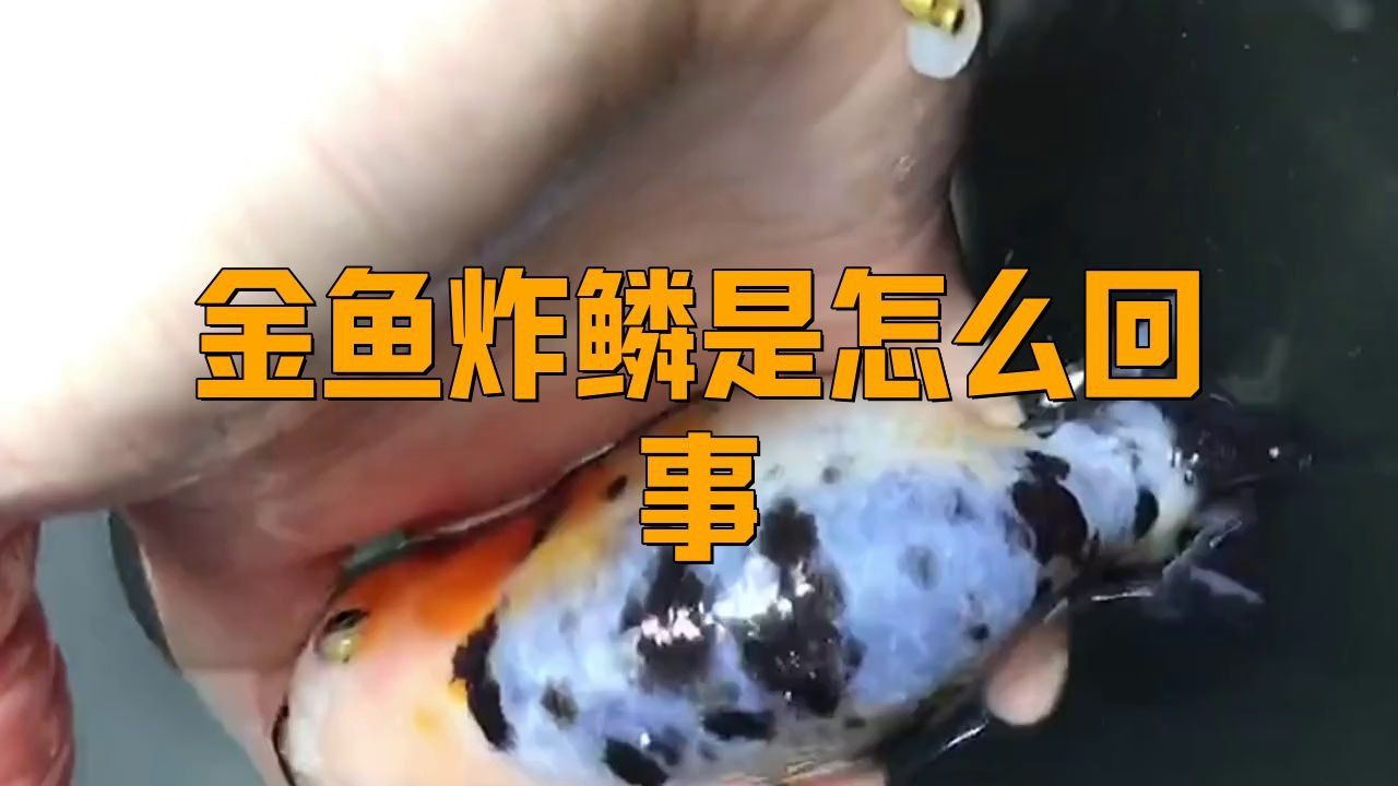 如何區分金魚懷孕和炸鱗?。?></span><br><h3>2.<strong>行為表現</strong></h3><ul><li id=