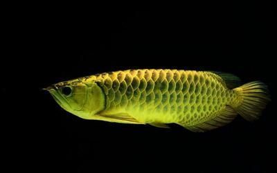 龍魚張大嘴呼吸,不進食：龍魚張大嘴呼吸且不進食可能由多種因素引起龍魚張大嘴呼吸