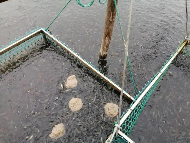 龍魚麻醉手術(shù)后不怎么吃東西怎么回事：龍魚麻醉手術(shù)后食欲不振的原因分析與應(yīng)對策略