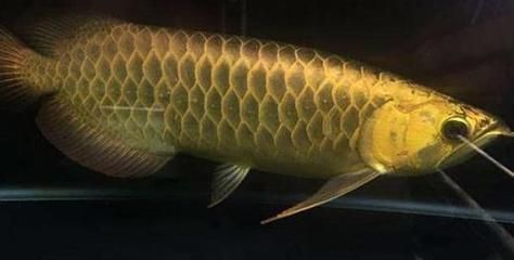 龍魚趴缸在水底不動怎么回事：龍魚趴缸后食欲不振怎么辦