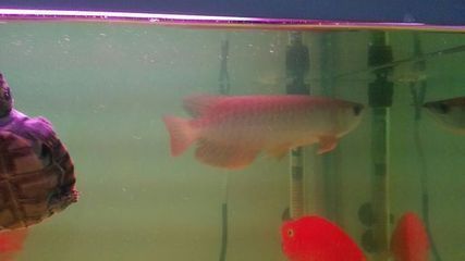 小金龍魚的形狀怎么寫：小金龍魚怎么寫