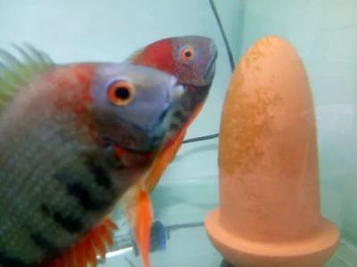 金龍魚 配菠蘿魚好嗎【金龍魚與菠蘿魚混養的成功案例探索金龍魚和菠蘿魚混養的成功案例】