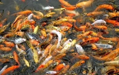 中國最貴紅龍魚7000萬元一條多少錢：中國批發(fā)龍魚的地點(diǎn)主要集中在一些大型的城市如廣州、北京等地
