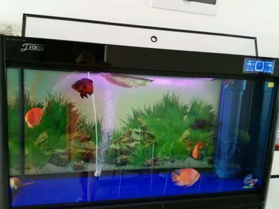 養(yǎng)銀龍魚魚缸里需要放鹽嗎（養(yǎng)銀龍魚缸里是否需要放鹽，養(yǎng)銀龍魚魚缸里是否需要放鹽）