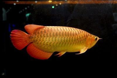 金龍魚(yú)魚(yú)病，金龍魚(yú)常見(jiàn)疾病的防治方法
