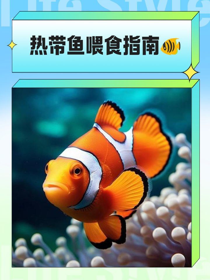 過背金龍繁殖期間需要喂食嗎？
