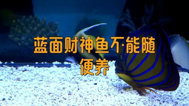 藍(lán)面財神魚水