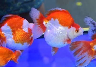 石家莊龍魚養殖場：石家莊龍魚養殖場價格查詢,石家莊龍魚養殖環境要求