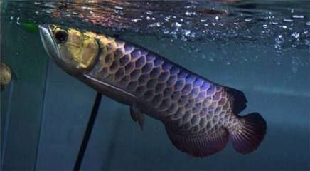 龍魚受到驚嚇多久能恢復(fù)（龍魚受到驚嚇后的恢復(fù)時間）