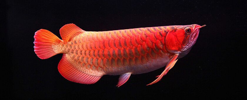 紅龍魚手機壁紙高清版（關于紅龍魚手機壁紙高清版）