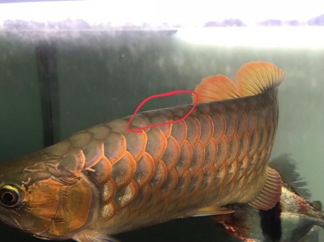 龍魚水霉病圖片高清