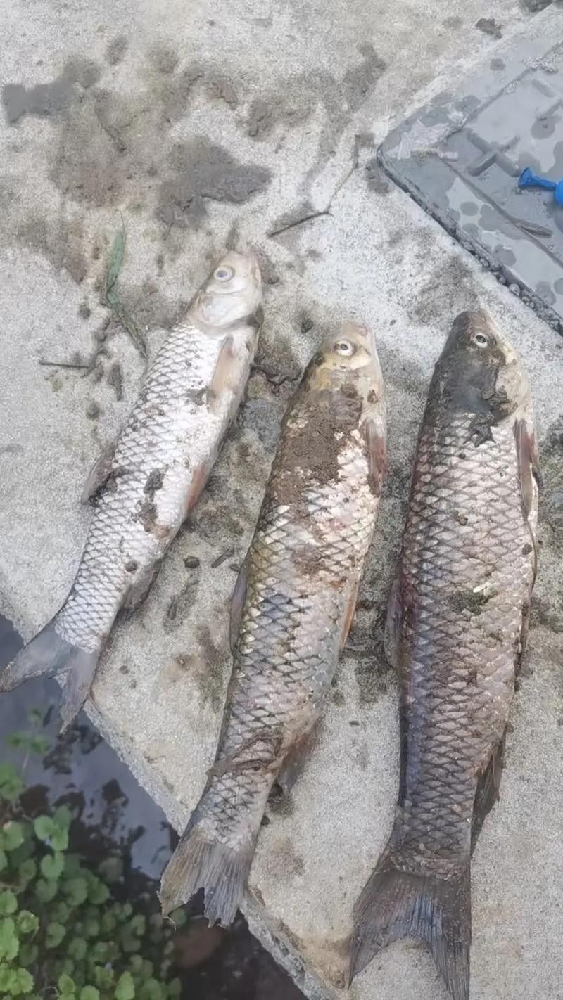 龍魚水霉病圖片高清