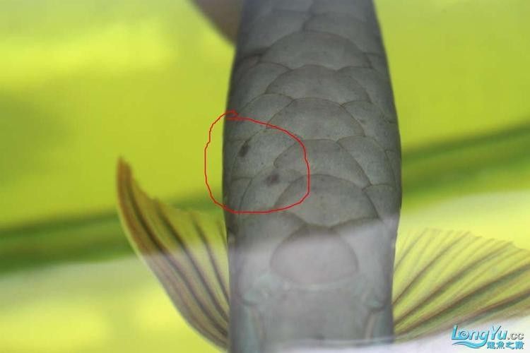 龍魚水霉病圖片高清
