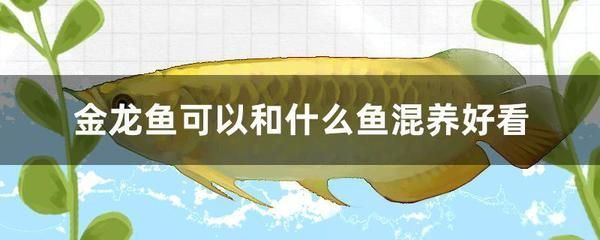 龍魚混養魚最佳搭配是什么（龍魚混養食物選擇指南龍魚混養魚缸布置建議龍魚混養疾病預防措施）