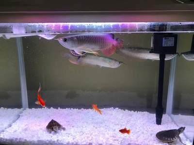 60小缸養龍魚成功率多少：60小缸養龍魚成功嗎