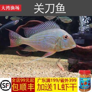 龍魚搭配關刀魚好看嗎：龍魚搭配關刀魚的觀賞效果