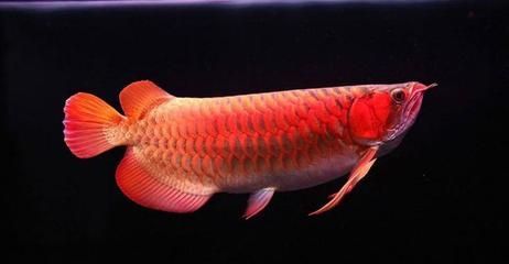 最名貴的龍魚排行（世界最貴的龍魚排行榜）