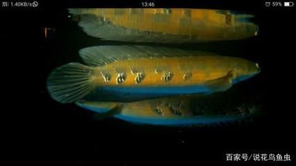 黃色的雷龍魚（雷龍魚飼養(yǎng)常見(jiàn)誤區(qū),如何打造雷龍魚理想環(huán)境）