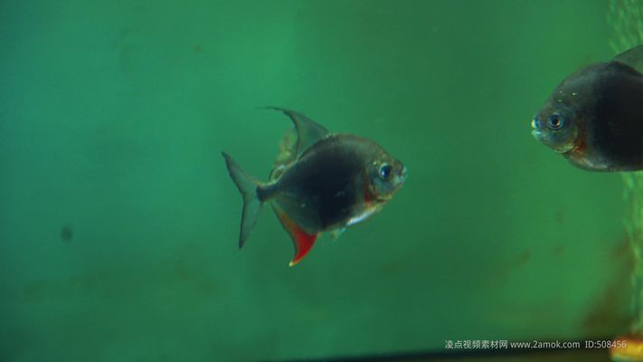 玫瑰銀版魚繁殖最佳水溫：玫瑰銀版魚繁殖水溫要求