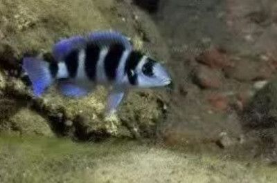 薩伊藍魚（關于薩伊藍魚的一些詳細信息）