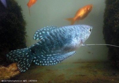 薩伊藍魚(關于薩伊藍魚的一些詳細信息) 龍魚百科 第4張 薩伊藍魚(關于薩伊藍魚的一些詳細信息) 薩伊藍魚(關于薩伊藍魚的一些詳細信息) 龍魚百科 第4張