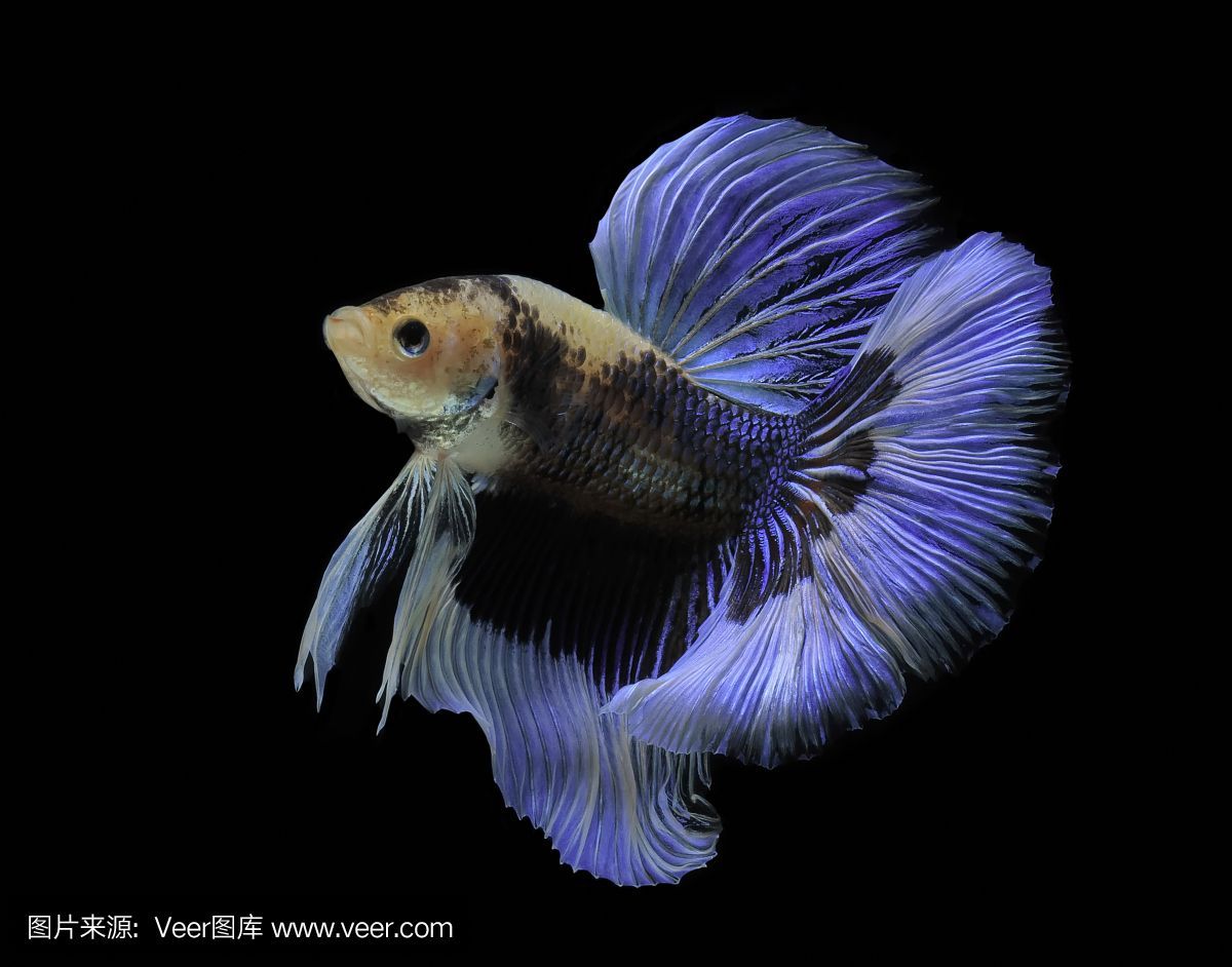 薩伊藍魚（關于薩伊藍魚的一些詳細信息）