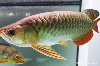 龍魚(yú)體重：一只被稱為龍王的超大龍魚(yú)，體重可達(dá)80噸以上，