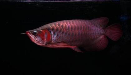 紅龍魚搭配多少條飛鳳魚：紅龍魚與飛鳳魚的搭配數量