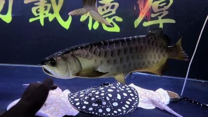 龍魚養(yǎng)多少年才會(huì)變炮彈頭：龍魚養(yǎng)多少年會(huì)變炮彈頭