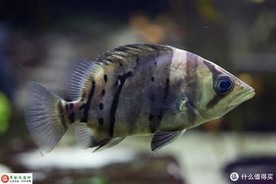 龍魚身上有小白蟲怎么治療好：龍魚身上出現(xiàn)小白蟲可能是由多種因素引起的