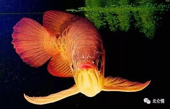 過背金龍魚尾巴是什么顏色（過背金龍魚尾巴是什么顏色？）