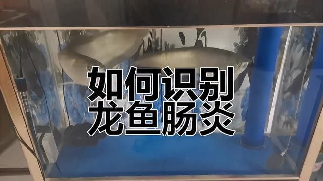 如何判斷紅龍魚是否恢復進食
