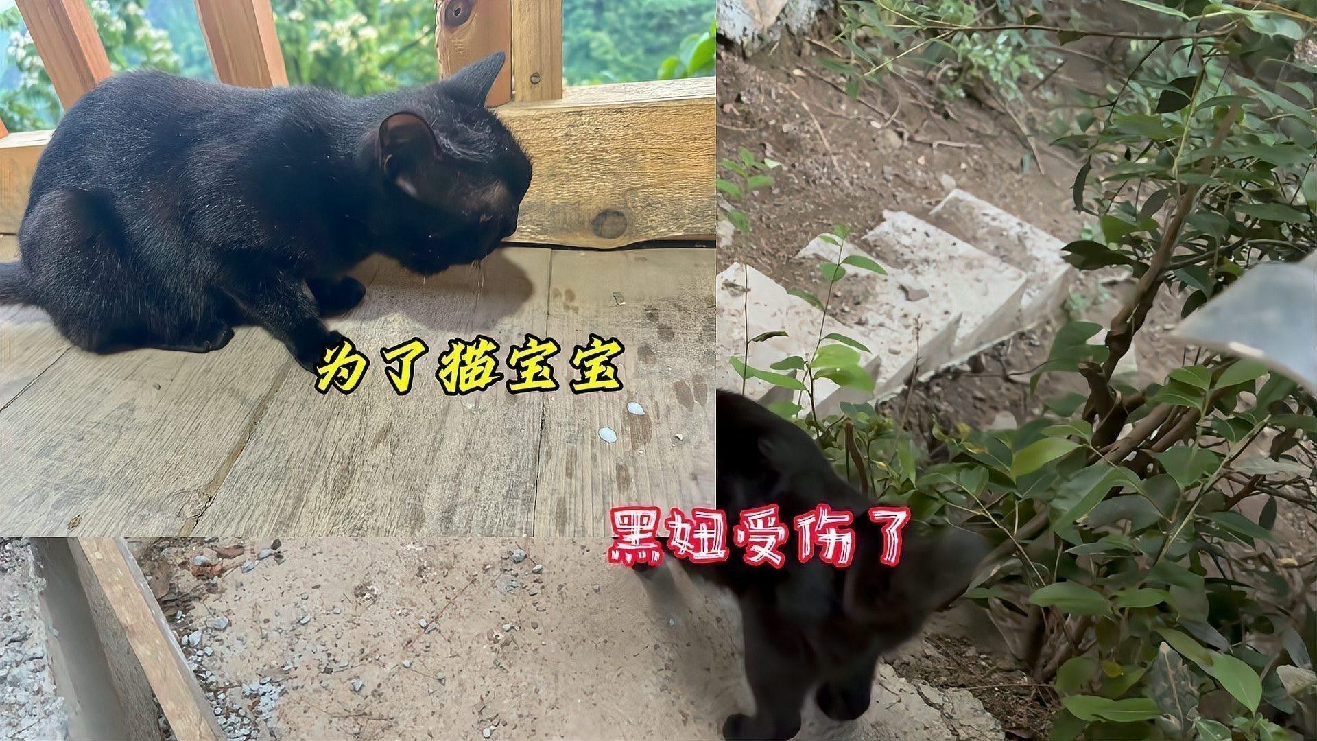 龍貓咬傷后需要忌口嗎？