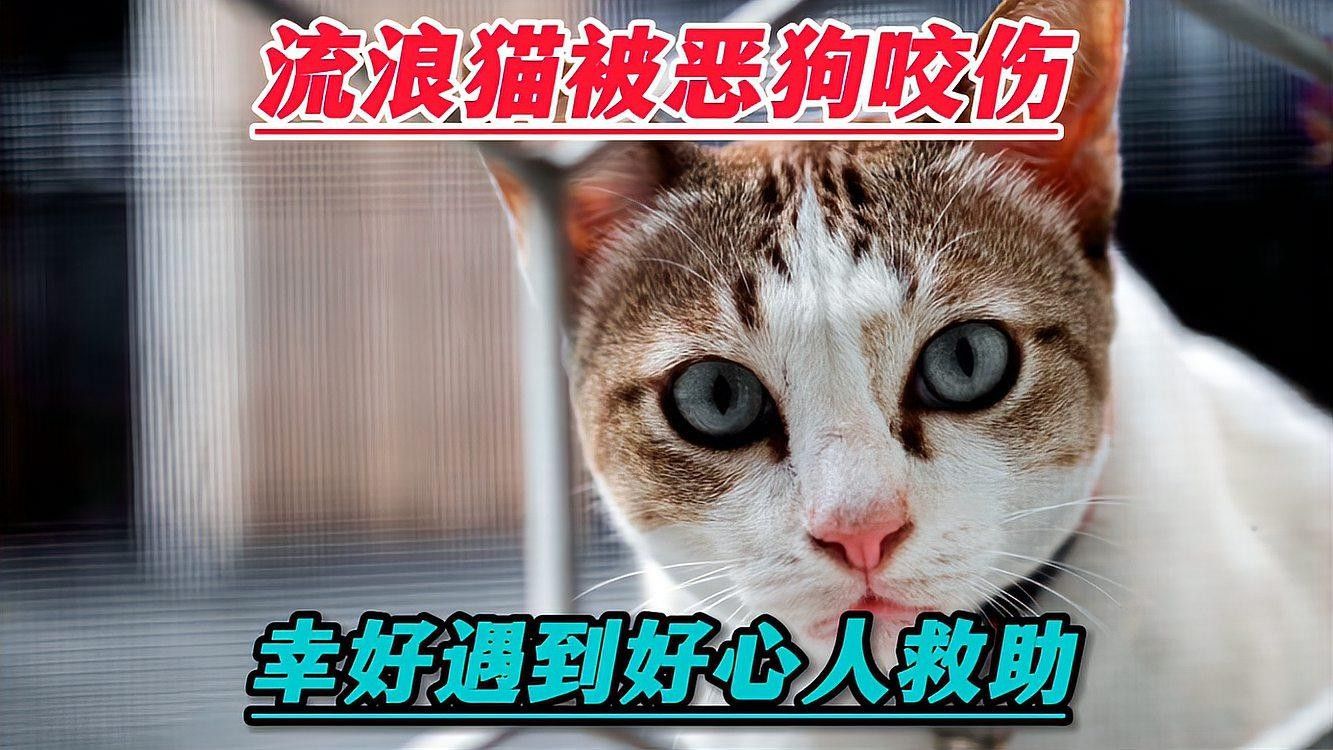 龍貓咬傷后需要忌口嗎？