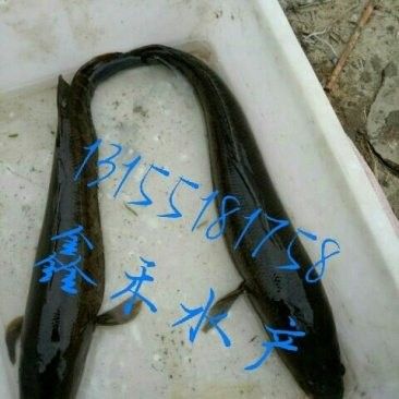 黑龍魚大概多少錢