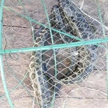 黑龍魚大概多少錢