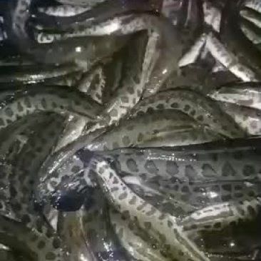 黑龍魚大概多少錢