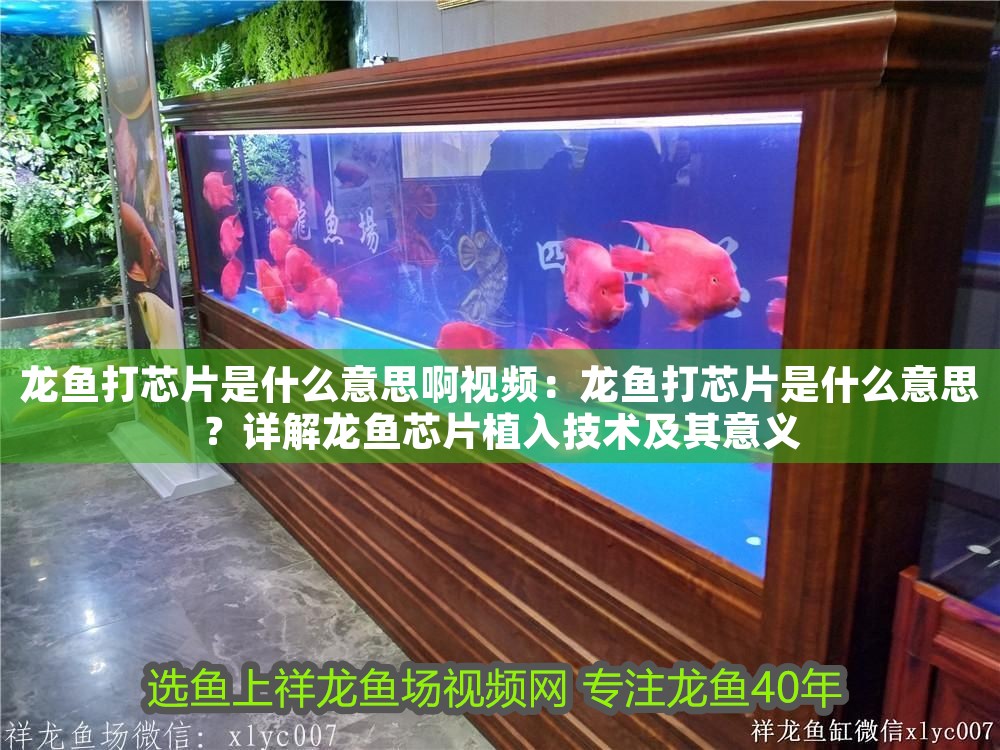 龍魚打芯片是什么意思啊視頻：龍魚打芯片是什么意思？詳解龍魚芯片植入技術及其意義