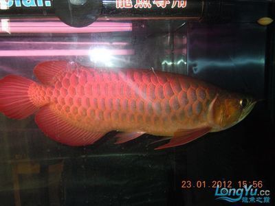 龍魚之巔論壇龍魚之巔：龍魚之巔論壇是一個專業的龍魚水族論壇是一個專業的龍魚水族論壇